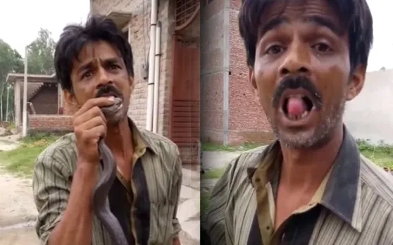 कोबरा से युवक को अपनी जीभ पर कटवाना पड़ा भारी, पहले बेहोश हुआ, फिर...