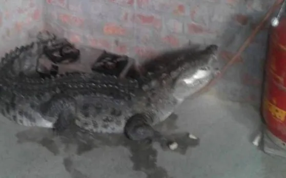 किचन में गैस सिलेंडर के पीछे बैठा था मगरमच्छ, जब शख्स काम के लिए अंदर गया तो...