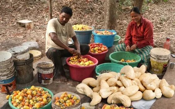 छत्तीगसढ़ का काजू जापान और मुनगा अफ्रीका में बिकने को तैयार