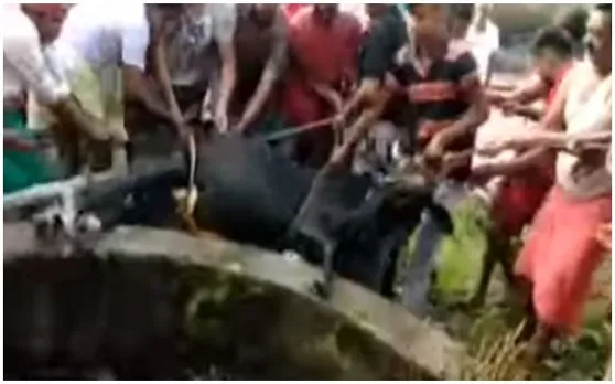 जब कुएं में गिरी मुस्लिम परिवार की गाय, तो पूजा छोड़ आगे आए हिंदू परिवार