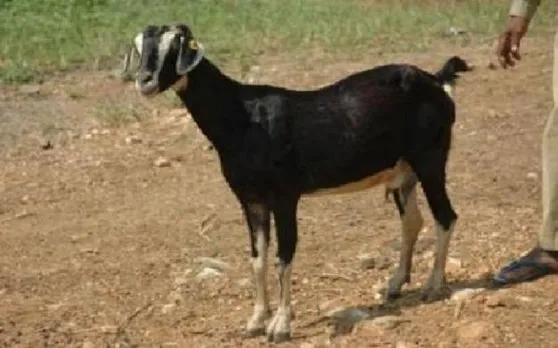 डेंगू का डंक: यहां 800 रुपए लीटर बिक रहा बकरी का दूध, गांव से मंगाए जा रहे हैं पपीते के पत्ते