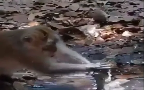 PM मोदी का सपना पूरा कर रहा यह बेजुबान जानवर, VIDEO आपको सोचने पर कर देगा मजबूर