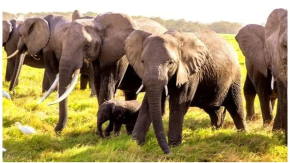 elephant