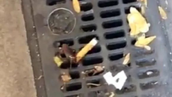 Video Viral: सिगरेट की तलब से बेचैन दिखा कॉकरोच, न्यूयॉर्क में सामने आया कश का 'तलबगार'
