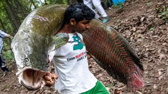 मछुआरे के हाथ लगी 200 किलो की ऐसी मछली, रातों-रात बन गया लखपति