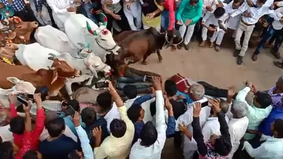 आस्था के साथ जान जोखिम में डालने वाली परंपरा, लोगों के ऊपर से गुजरती हैं सैकड़ों गाय, देखें VIDEO