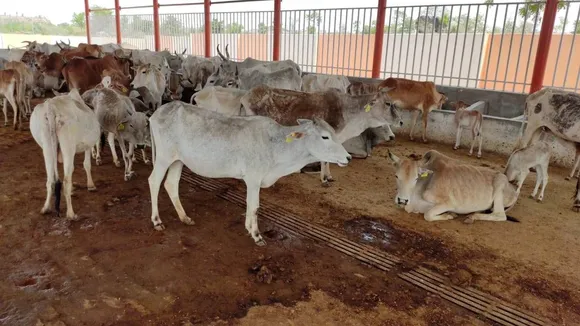 सरकारी गौशाला में भूख से 4 दिन में 16 गायों की मौत! गुस्साए ग्रामीणों ने किया हंगामा