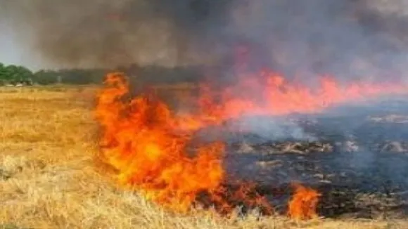 हरियाणा सरकार का ऐलान, पराली जलाने की सूचना देने पर मिलेगा इनाम