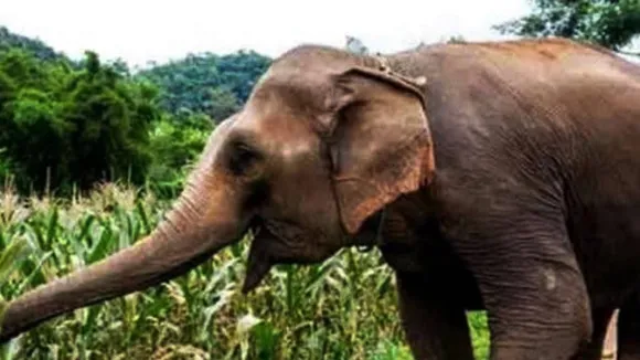 जंगली हाथियों ने मचाया हरिद्वार के कई गांवों में आतंक, 2 लोगों की मौत