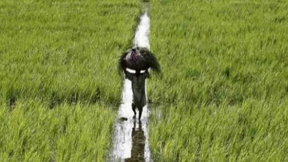farmer