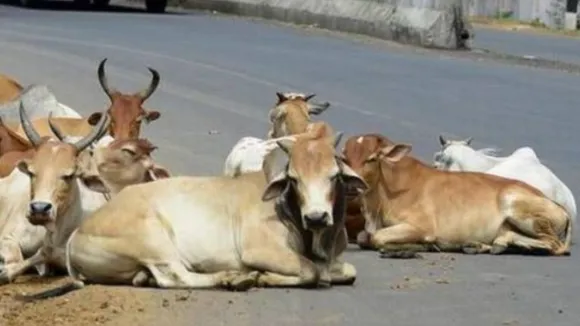 प्रतीकात्मक फोटो