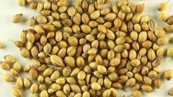 धनिया की कीमतों में मजबूती, स्टॉक घटने और मांग बढ़ने का असर