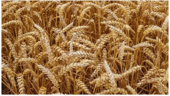 Rabi Crop Sowing 2019: सही दाम नहीं मिलने से चने की बुआई 22 फीसदी घटी, गेहूं की खेती में दिलचस्पी ले रहे किसान