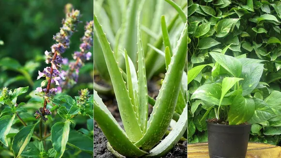 वास्तु शास्त्र: खुशहाल और समृद्ध जीवन के लिए घर में लगाएं ये पौधे, दूर हो जाएगी हर समस्या