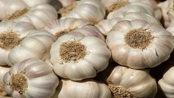 बिहार में चोर अब चुरा रहे हैं लहसुन, 1920 किलोग्राम Garlic लूटकर हुए फरार