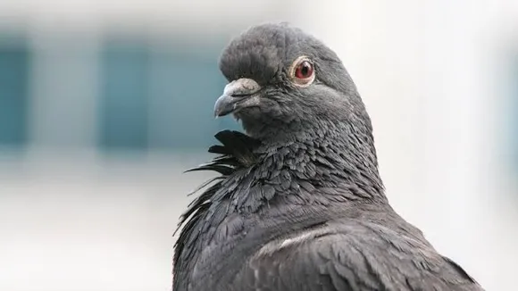 अब कबूतरों को भी पसंद नहीं आ रहा पाकिस्तान, जानें क्यों कर रहे भारत का रुख