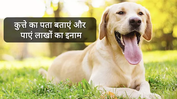 आप भी झटके में बन सकते हैं लाखपति, बस इस कुत्ते का पता बताइए और ले जाइए नकद