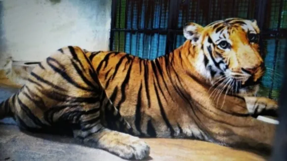 मध्य प्रदेश के पेंच टाइगर रिजर्व में पर्यटकों की आमद 88 हजार से ज्यादा