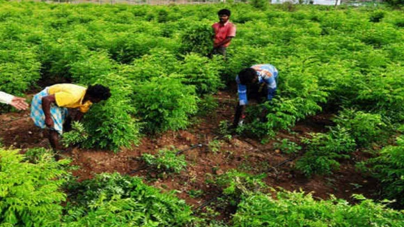 जैविक खेती करने वाले किसानों के लिए खुशखबरी, मिलेगा यह फायदा