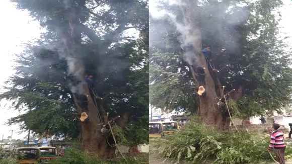 जब अचानक इमली के पेड़ से निकलने लगा धुआं, आश्चर्य में पड़े लोग, देखें Video