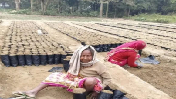 बिहार: कोसी में होगी 'ग्रीन गोल्ड' की खेती, बढ़ेगी किसानों की आय