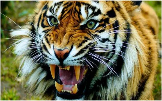 महाराष्ट्र: Tiger ने दिनदहाड़े लोगों पर किया हमला, ये खतरनाक Video देखकर दंग रह जाएंगे आप