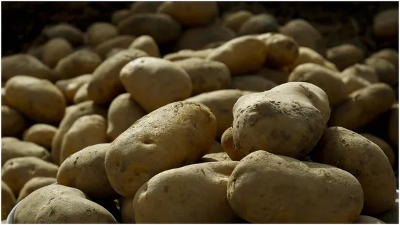 आलू किसानों के लिए खुशखबरी, मोदी सरकार (Modi Government) आलू एक्सपोर्ट (Potato Export) बढ़ाने के लिए उठाएगी बड़ा कदम