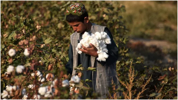 दुनियाभर में सबसे सस्ती भारतीय कॉटन (Cotton) की मांग में भारी उछाल, जानिए क्या है वजह