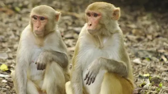 बंदरों को भगाने के लिए ग्रामीणों ने खोजा नया उपाय, भालू की पहन रहे ड्रेस