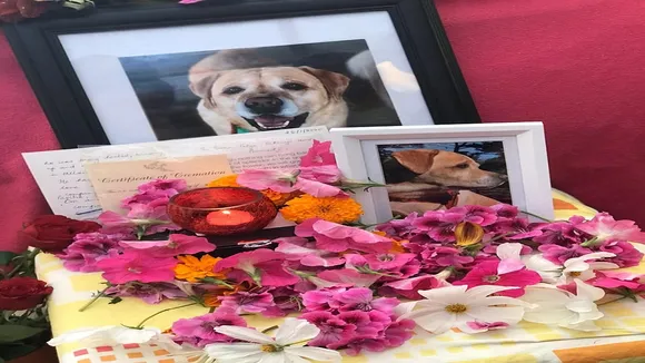 प्यार हो तो ऐसा ! न्यूजीलैंड से आकर मालिक ने कुत्ते का किया पिंडदान, गंगा में बहाई अस्थियां