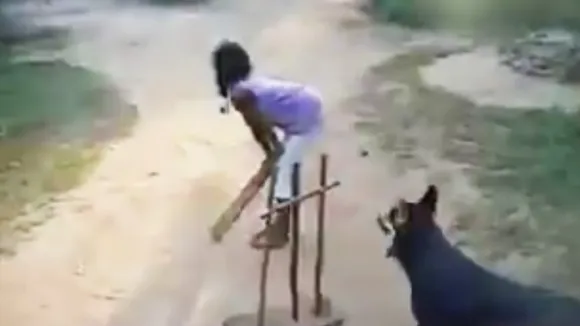 VIRAL VIDEO : कुत्‍ता बना विकेटकीपर, वीडियो देखकर आप भी रह जाएंगे दंग, बना बेस्ट फील्डर ऑफ द ईयर