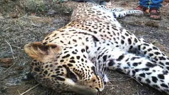 ट्रक की चपेट में आने से हाईवे पर तेंदुआ की मौत, शव को पोस्टमार्टम के लिए भेजा