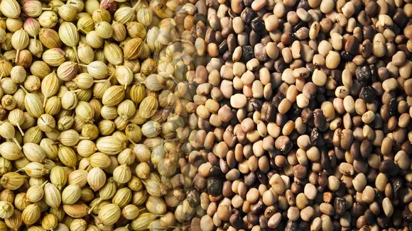Agri Commodity News: धनिया, कॉटन सीड ऑयलकेक में गिरावट, ग्वारगम वायदा में मजबूती