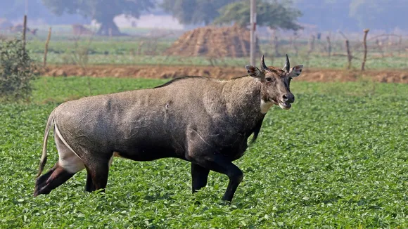 Nilgai