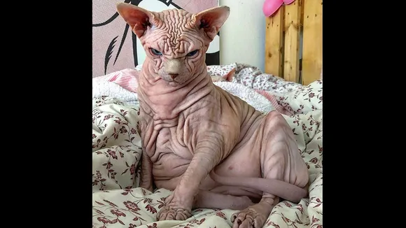 cat