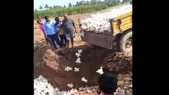 Bird Flu