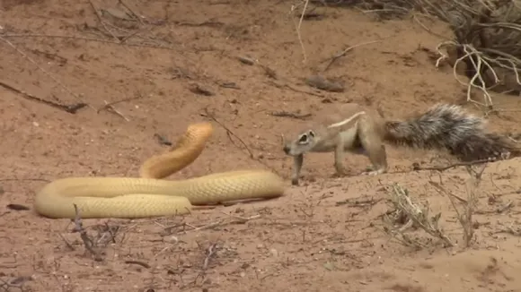 squirrel fight with cobra