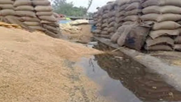 Wheat spoil
