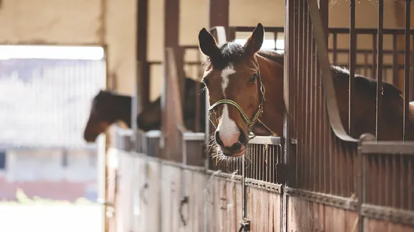 Horse