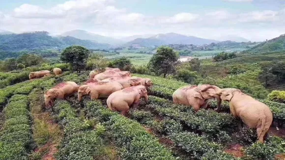 elephant