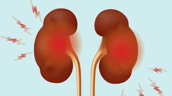 kidney