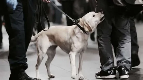 Sniffer Dog