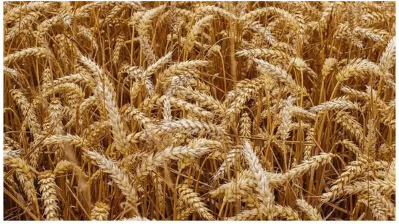 wheat crop