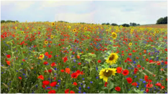Floriculture