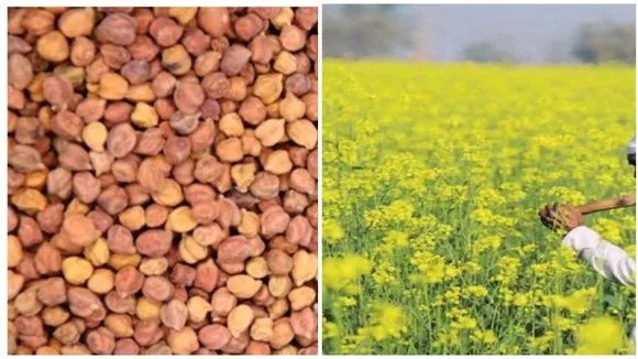 Mustard Chana