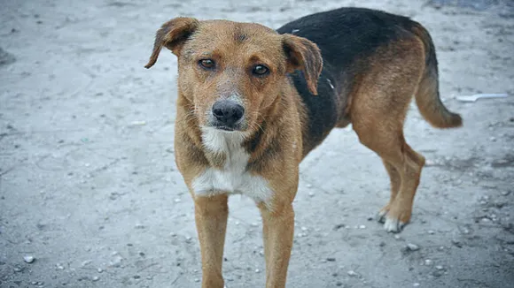 dog