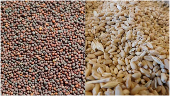 Mustard Wheat