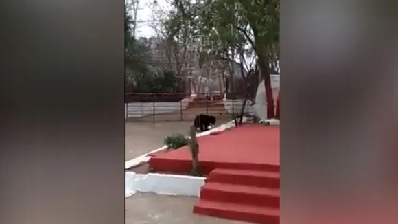 viral