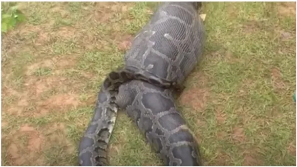 Python
