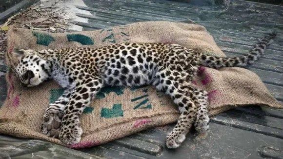 panther killed